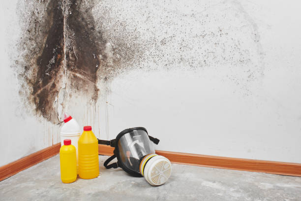 Best Emergency Mold Removal  in Maryville, MO