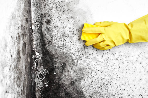 Professional Mold Removal in Maryville, MO