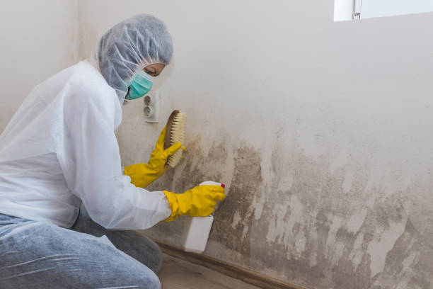 Mold Removal Process in Maryville, MO