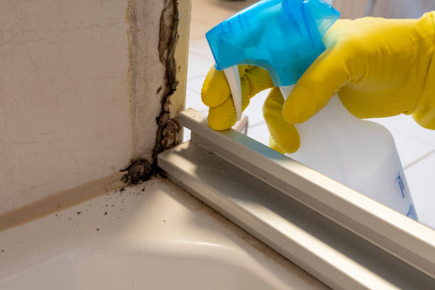 Best Mold Removal Process  in Maryville, MO