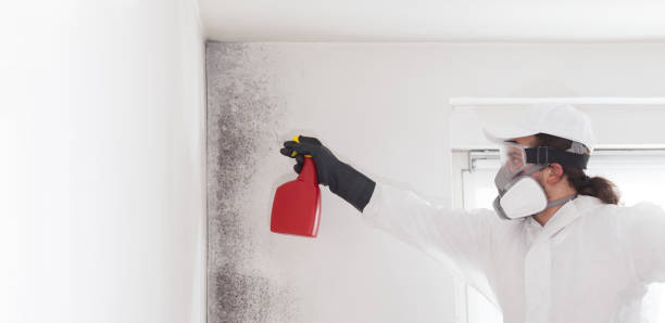 Best Toxic Mold Removal  in Maryville, MO