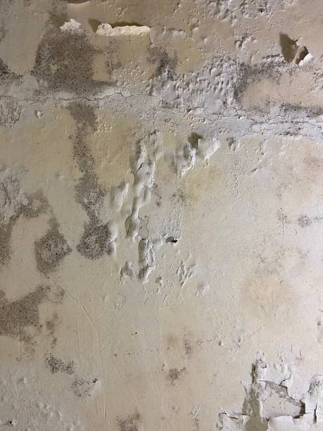 Certified Mold Removal in Maryville, MO